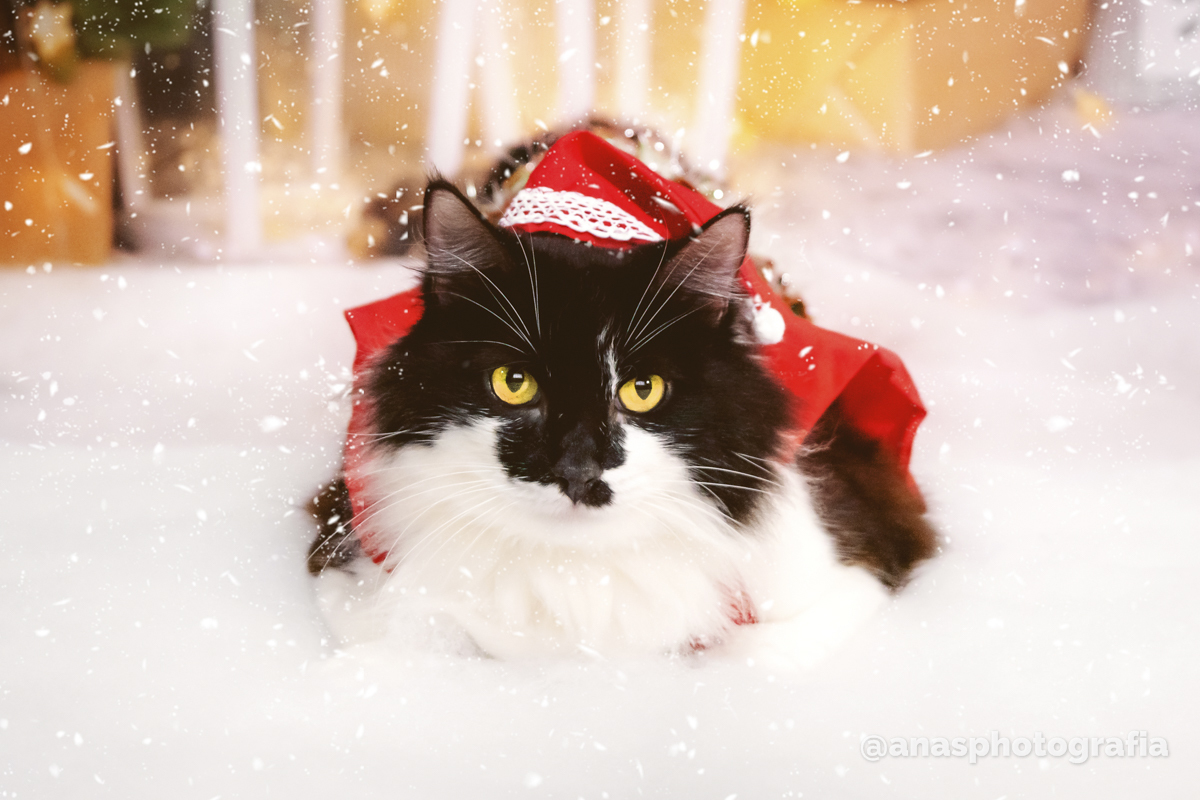 Ensaio de Natal no Estúdio - Cascadura, Rio de Janeiro | Ensaio em Família | Fotógrafo de Natal | Fotografia de Natal | Fotógrafo Natalino - Rio de Janeiro