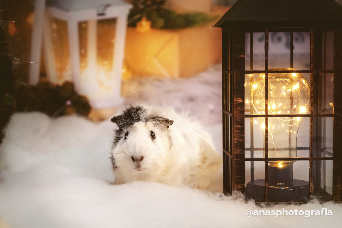 Ensaio de Natal no Estúdio - Cascadura, Rio de Janeiro | Ensaio em Família | Fotógrafo de Natal | Fotografia de Natal | Fotógrafo Natalino - Rio de Janeiro