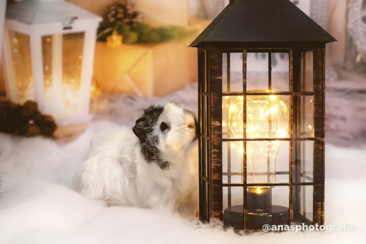 Ensaio de Natal no Estúdio - Cascadura, Rio de Janeiro | Ensaio em Família | Fotógrafo de Natal | Fotografia de Natal | Fotógrafo Natalino - Rio de Janeiro