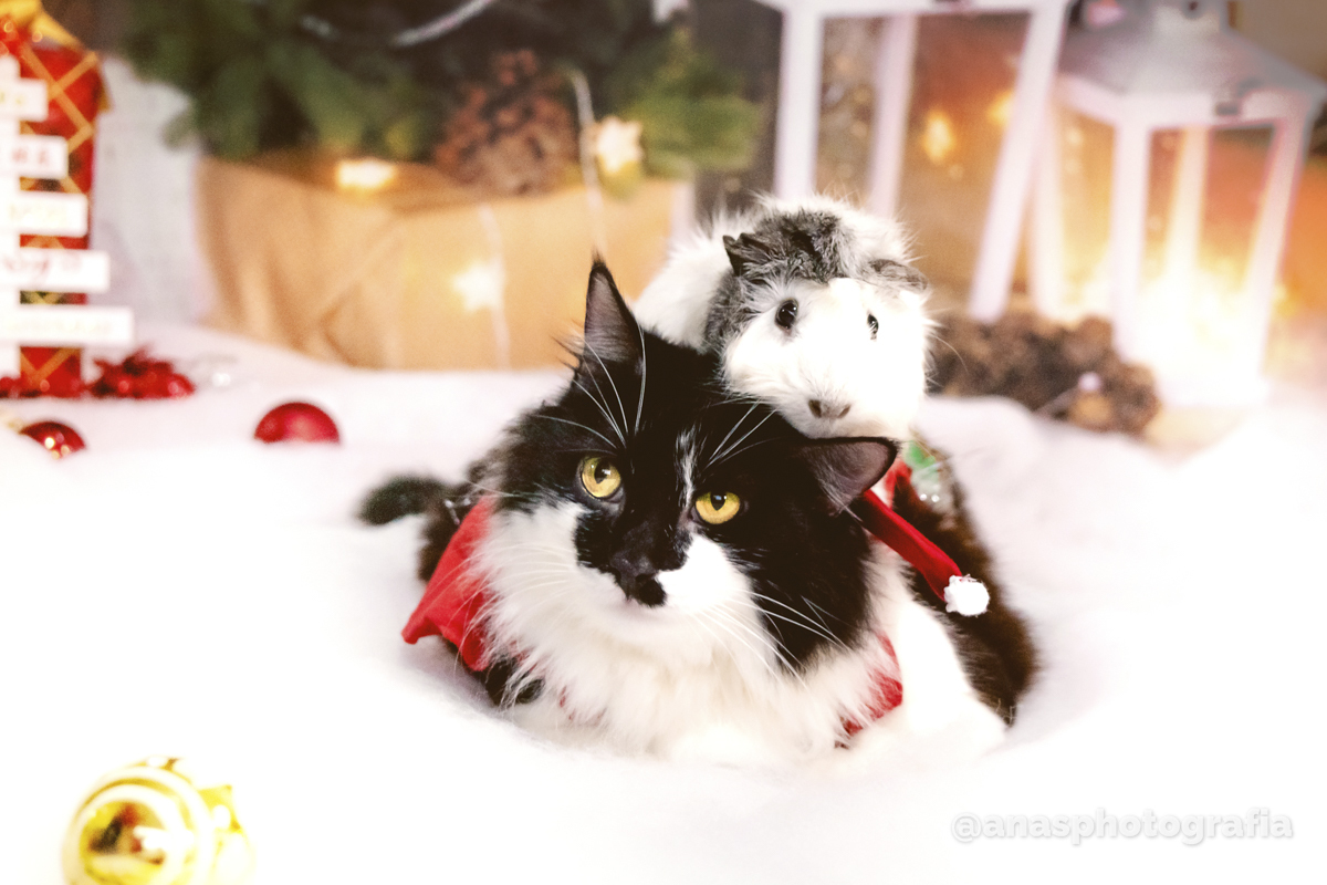 Ensaio de Natal no Estúdio - Cascadura, Rio de Janeiro | Ensaio em Família | Fotógrafo de Natal | Fotografia de Natal | Fotógrafo Natalino - Rio de Janeiro