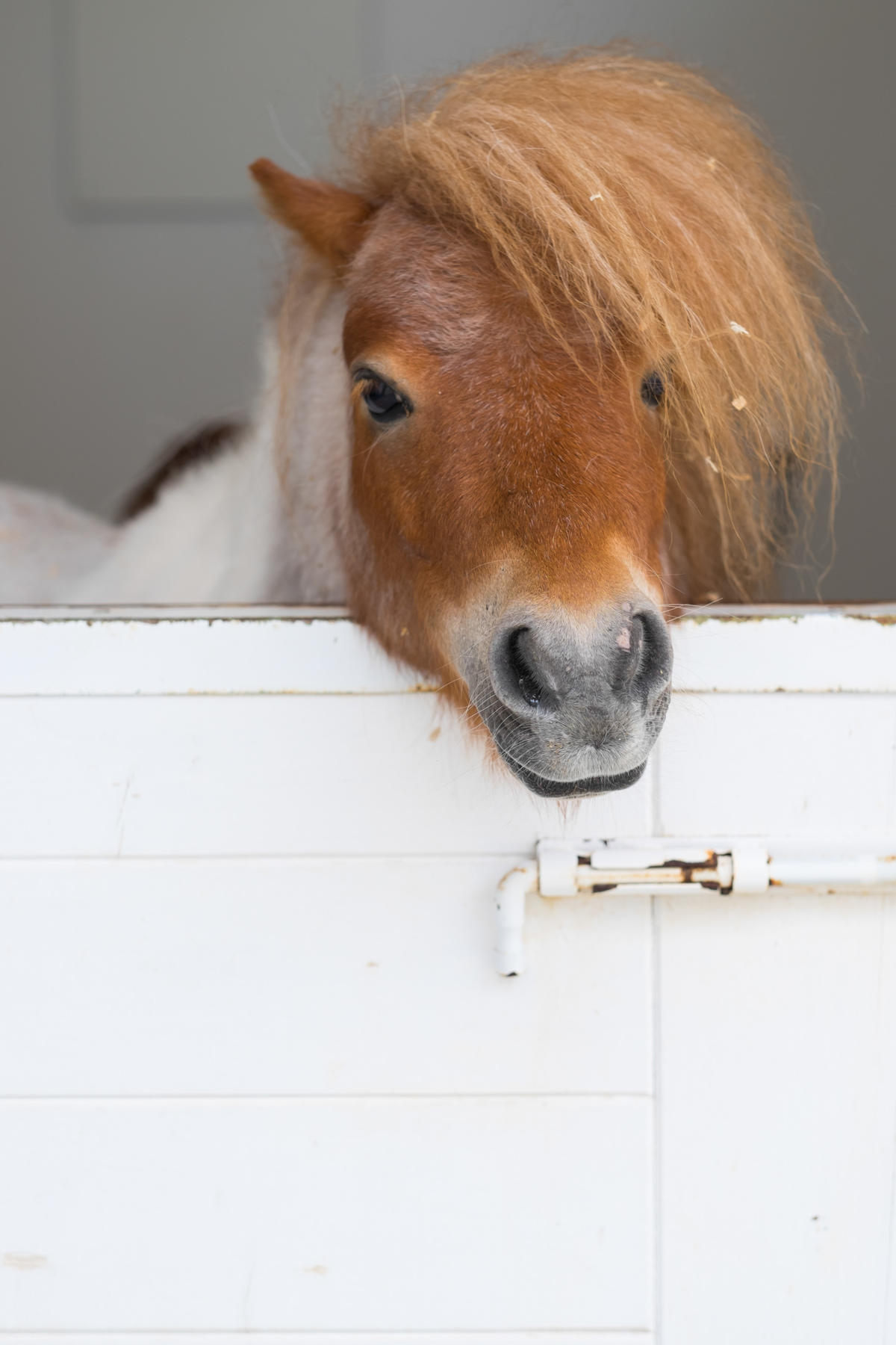 Pedro Pinto Fotografia