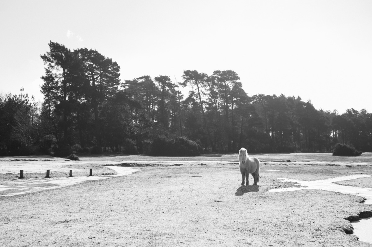 Pedro Pinto Fotografia