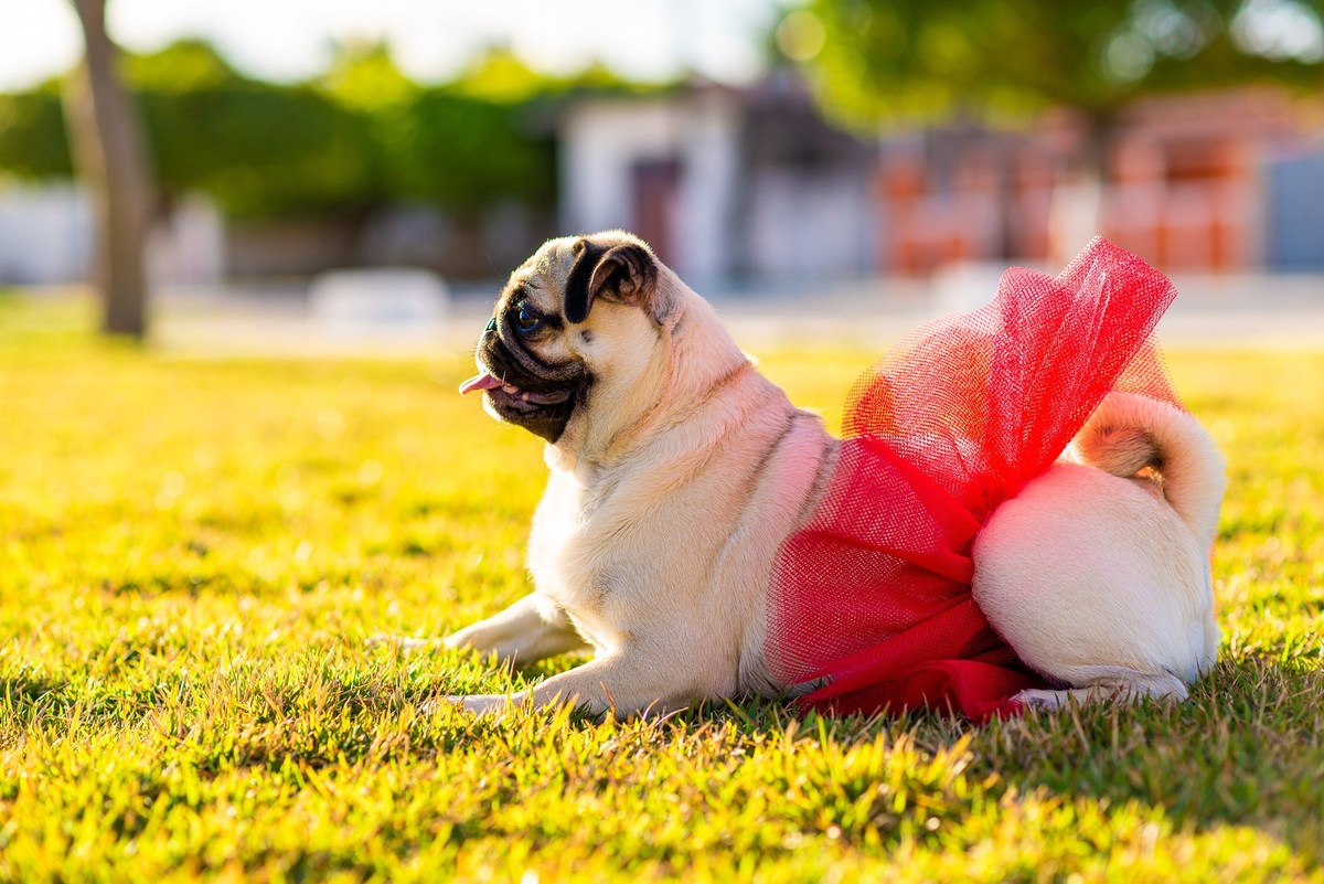 Ensaio fotográfico pet
Fotografia com animais de estimação
Sessão de fotos com pets
Fotógrafo de animais de estimação
Ensaio fotográfico com cães/gatos/outros animais
Fotografia de pets em casa/ao ar livre
Ideias para ensaio fotográfico com pets
Inspiraçã