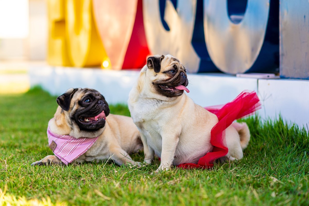 Ensaio fotográfico pet
Fotografia com animais de estimação
Sessão de fotos com pets
Fotógrafo de animais de estimação
Ensaio fotográfico com cães/gatos/outros animais
Fotografia de pets em casa/ao ar livre
Ideias para ensaio fotográfico com pets
Inspiraçã