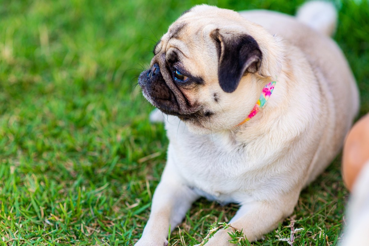 Ensaio fotográfico pet
Fotografia com animais de estimação
Sessão de fotos com pets
Fotógrafo de animais de estimação
Ensaio fotográfico com cães/gatos/outros animais
Fotografia de pets em casa/ao ar livre
Ideias para ensaio fotográfico com pets
Inspiraçã