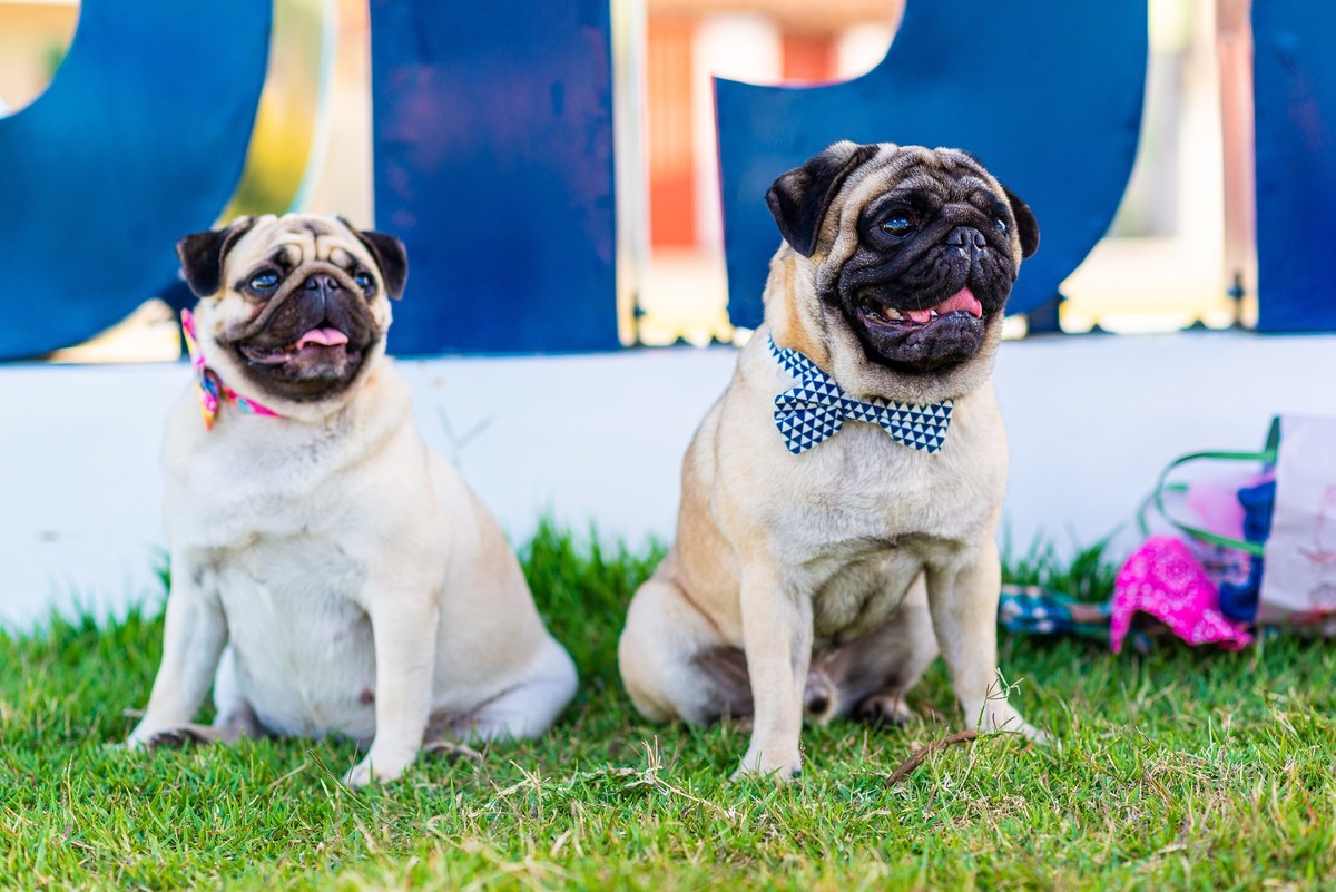 Ensaio fotográfico pet
Fotografia com animais de estimação
Sessão de fotos com pets
Fotógrafo de animais de estimação
Ensaio fotográfico com cães/gatos/outros animais
Fotografia de pets em casa/ao ar livre
Ideias para ensaio fotográfico com pets
Inspiraçã