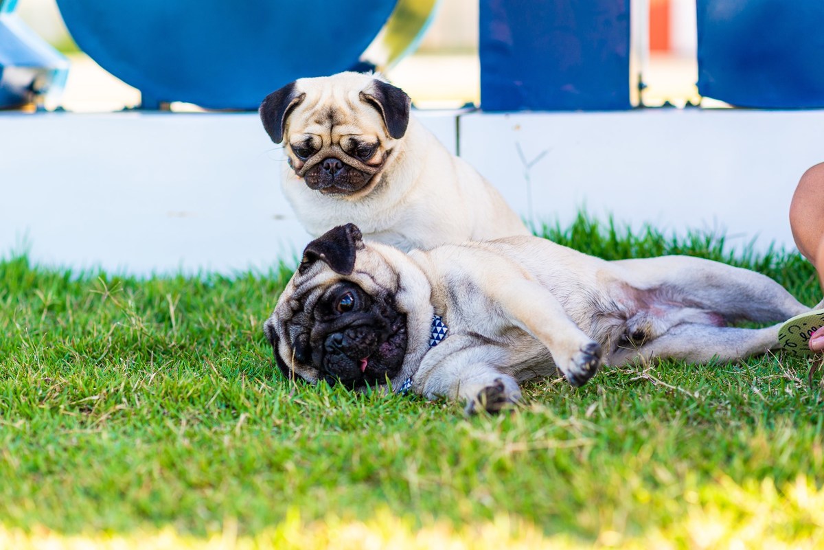Ensaio fotográfico pet
Fotografia com animais de estimação
Sessão de fotos com pets
Fotógrafo de animais de estimação
Ensaio fotográfico com cães/gatos/outros animais
Fotografia de pets em casa/ao ar livre
Ideias para ensaio fotográfico com pets
Inspiraçã