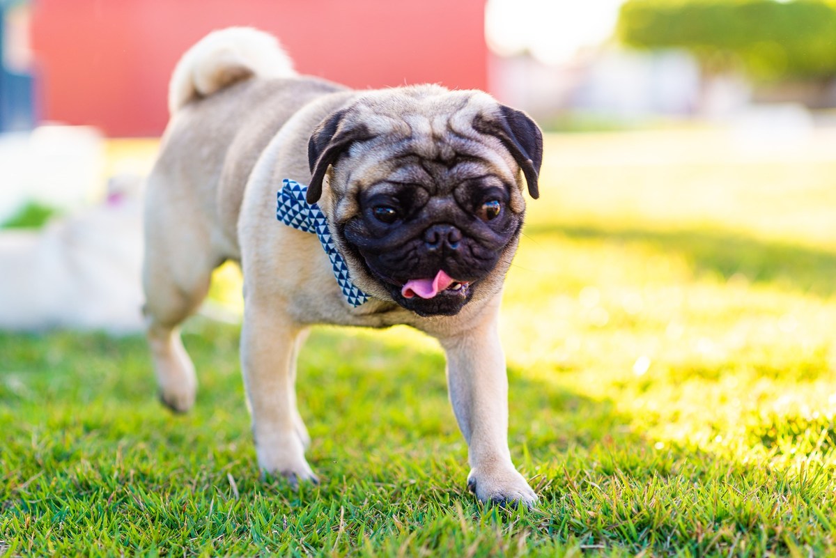 Ensaio fotográfico pet
Fotografia com animais de estimação
Sessão de fotos com pets
Fotógrafo de animais de estimação
Ensaio fotográfico com cães/gatos/outros animais
Fotografia de pets em casa/ao ar livre
Ideias para ensaio fotográfico com pets
Inspiraçã