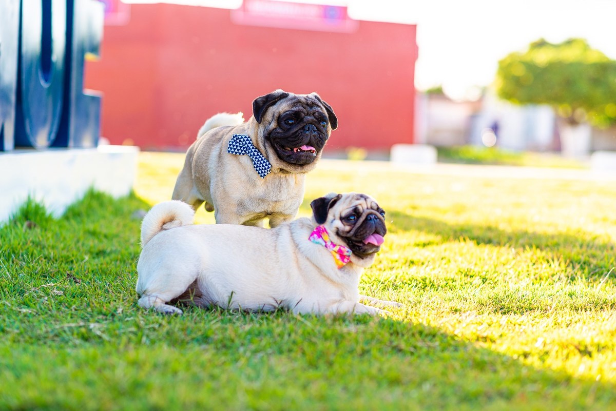 Ensaio fotográfico pet
Fotografia com animais de estimação
Sessão de fotos com pets
Fotógrafo de animais de estimação
Ensaio fotográfico com cães/gatos/outros animais
Fotografia de pets em casa/ao ar livre
Ideias para ensaio fotográfico com pets
Inspiraçã