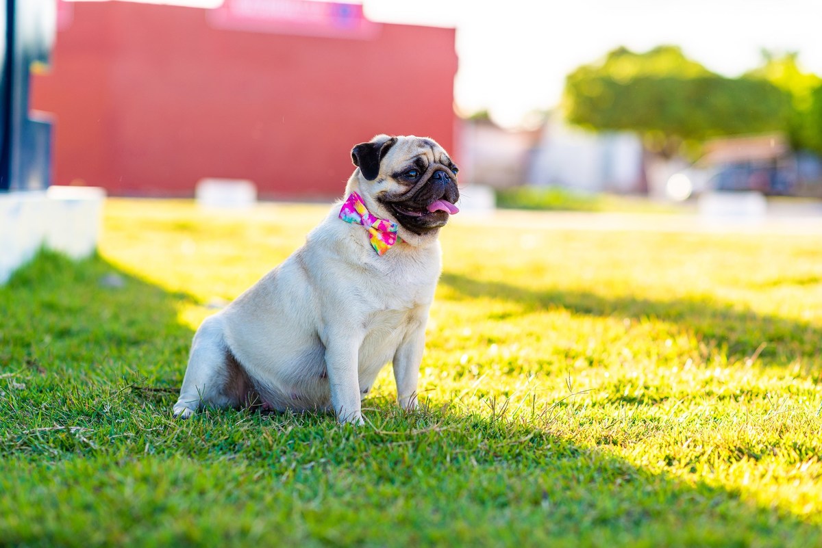 Ensaio fotográfico pet
Fotografia com animais de estimação
Sessão de fotos com pets
Fotógrafo de animais de estimação
Ensaio fotográfico com cães/gatos/outros animais
Fotografia de pets em casa/ao ar livre
Ideias para ensaio fotográfico com pets
Inspiraçã