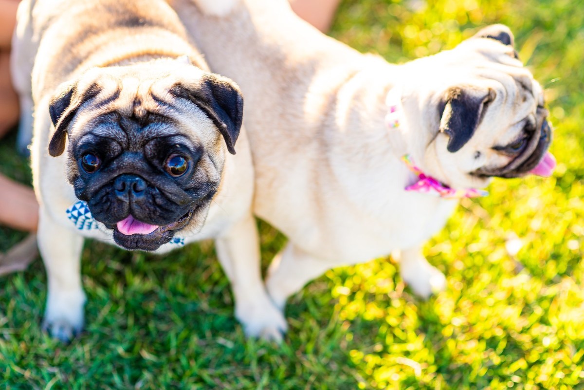 Ensaio fotográfico pet
Fotografia com animais de estimação
Sessão de fotos com pets
Fotógrafo de animais de estimação
Ensaio fotográfico com cães/gatos/outros animais
Fotografia de pets em casa/ao ar livre
Ideias para ensaio fotográfico com pets
Inspiraçã