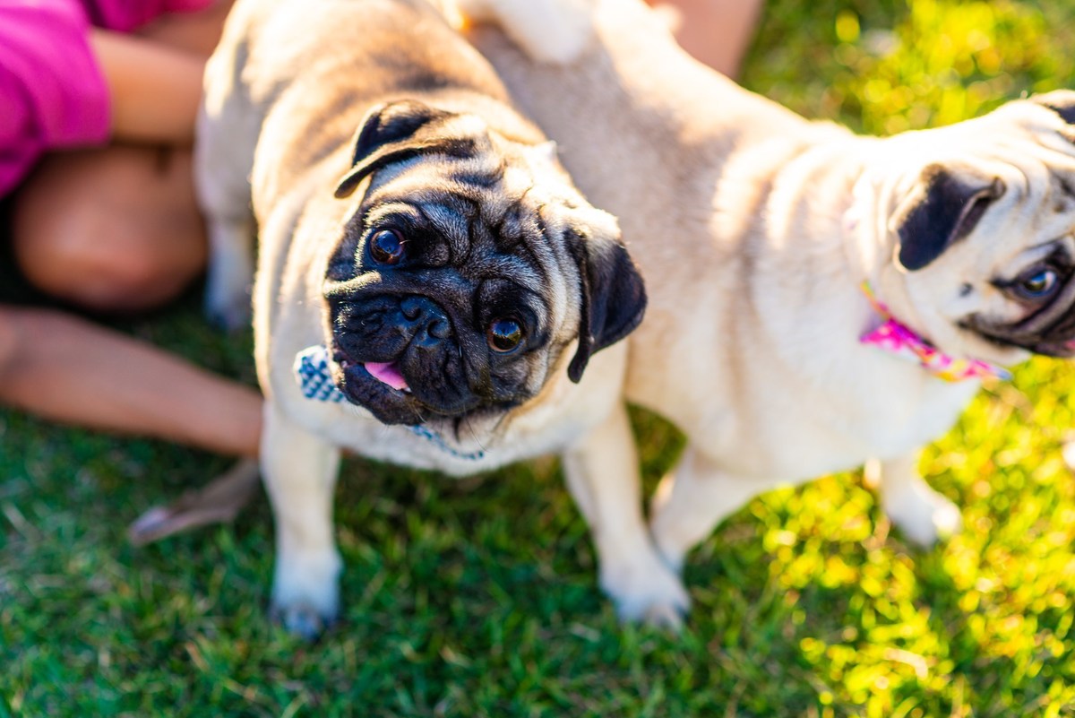 Ensaio fotográfico pet
Fotografia com animais de estimação
Sessão de fotos com pets
Fotógrafo de animais de estimação
Ensaio fotográfico com cães/gatos/outros animais
Fotografia de pets em casa/ao ar livre
Ideias para ensaio fotográfico com pets
Inspiraçã