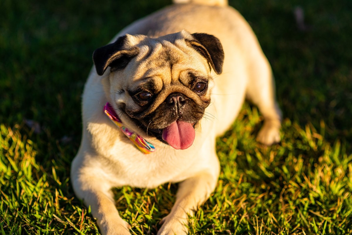 Ensaio fotográfico pet
Fotografia com animais de estimação
Sessão de fotos com pets
Fotógrafo de animais de estimação
Ensaio fotográfico com cães/gatos/outros animais
Fotografia de pets em casa/ao ar livre
Ideias para ensaio fotográfico com pets
Inspiraçã