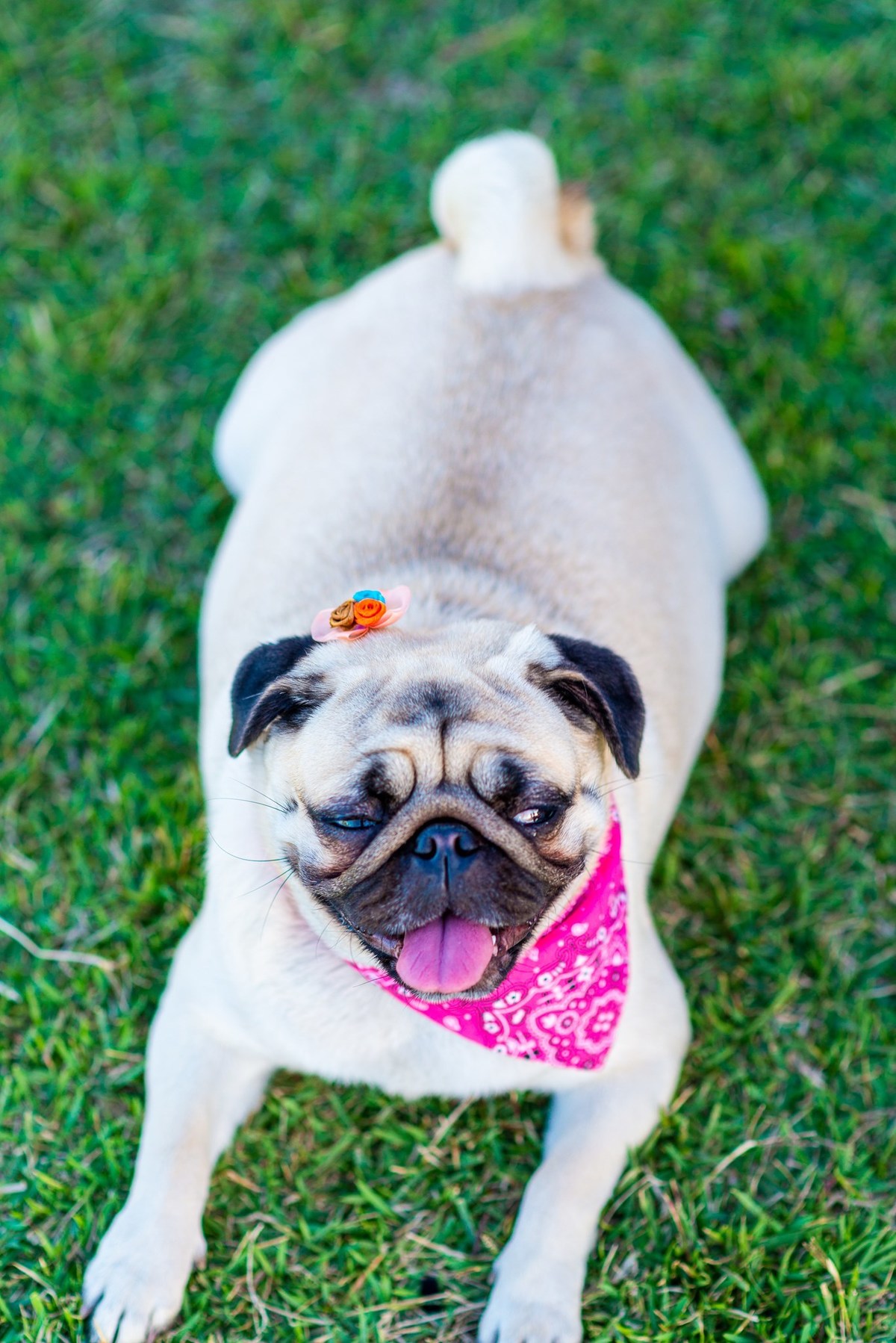 Ensaio fotográfico pet
Fotografia com animais de estimação
Sessão de fotos com pets
Fotógrafo de animais de estimação
Ensaio fotográfico com cães/gatos/outros animais
Fotografia de pets em casa/ao ar livre
Ideias para ensaio fotográfico com pets
Inspiraçã