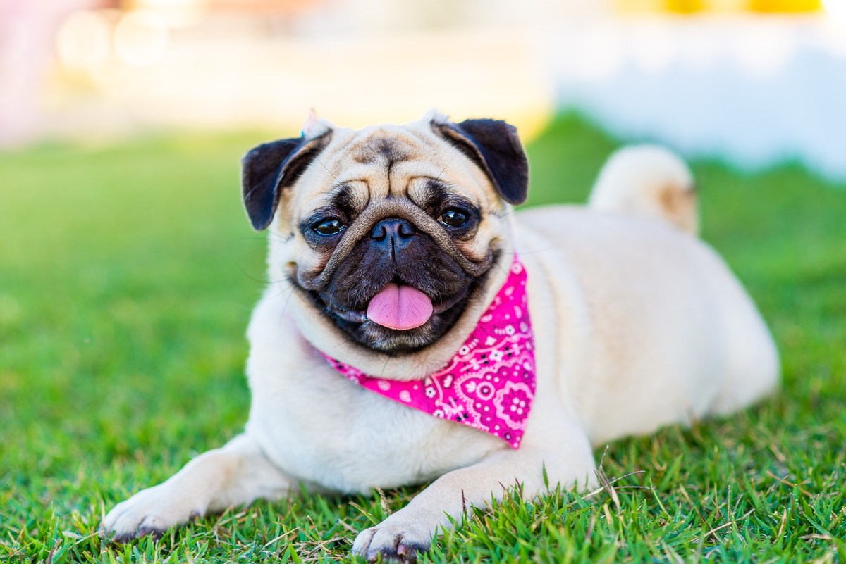 Ensaio fotográfico pet
Fotografia com animais de estimação
Sessão de fotos com pets
Fotógrafo de animais de estimação
Ensaio fotográfico com cães/gatos/outros animais
Fotografia de pets em casa/ao ar livre
Ideias para ensaio fotográfico com pets
Inspiraçã