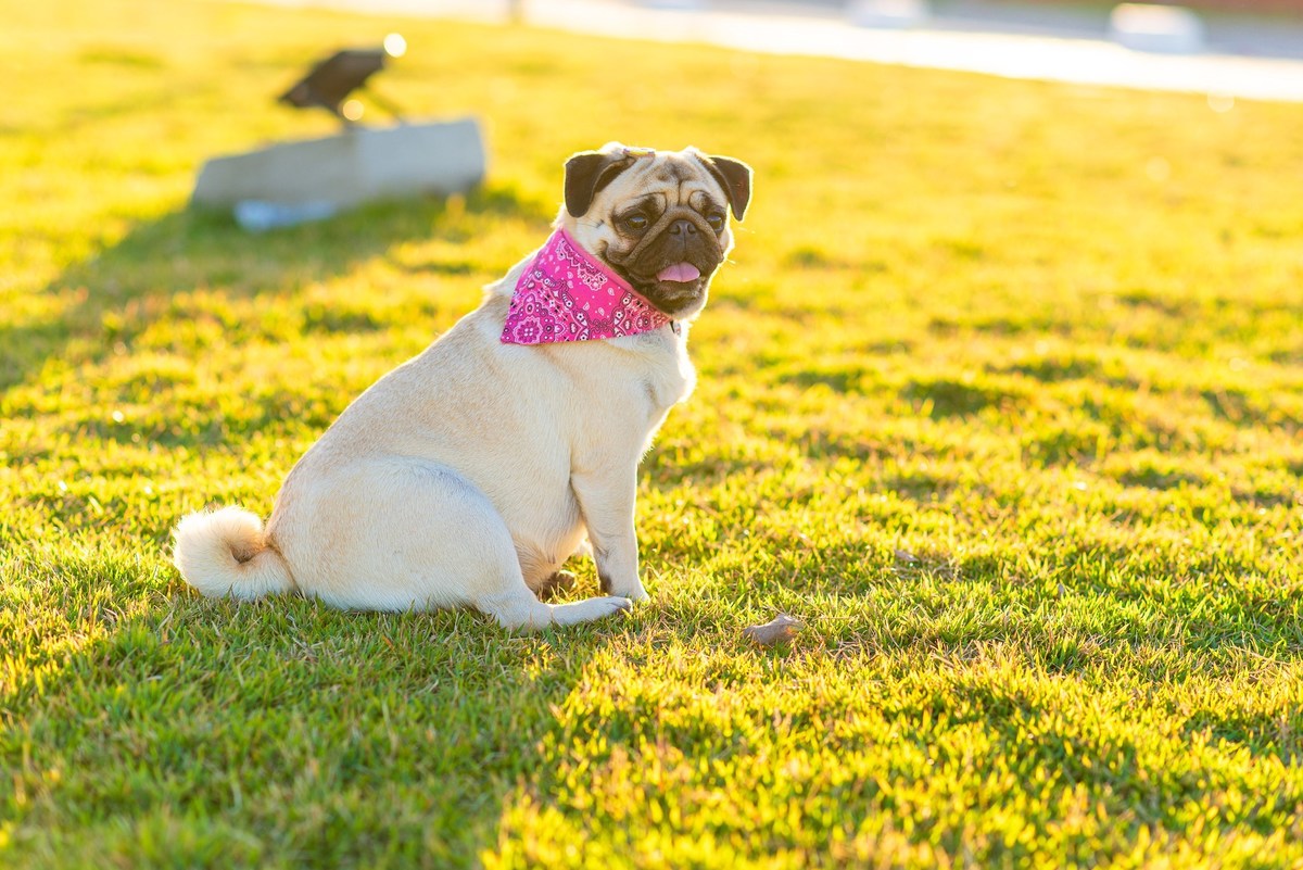 Ensaio fotográfico pet
Fotografia com animais de estimação
Sessão de fotos com pets
Fotógrafo de animais de estimação
Ensaio fotográfico com cães/gatos/outros animais
Fotografia de pets em casa/ao ar livre
Ideias para ensaio fotográfico com pets
Inspiraçã