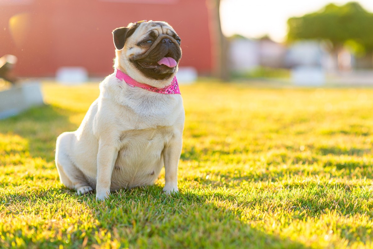 Ensaio fotográfico pet
Fotografia com animais de estimação
Sessão de fotos com pets
Fotógrafo de animais de estimação
Ensaio fotográfico com cães/gatos/outros animais
Fotografia de pets em casa/ao ar livre
Ideias para ensaio fotográfico com pets
Inspiraçã