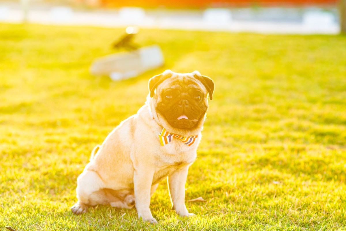 Ensaio fotográfico pet
Fotografia com animais de estimação
Sessão de fotos com pets
Fotógrafo de animais de estimação
Ensaio fotográfico com cães/gatos/outros animais
Fotografia de pets em casa/ao ar livre
Ideias para ensaio fotográfico com pets
Inspiraçã