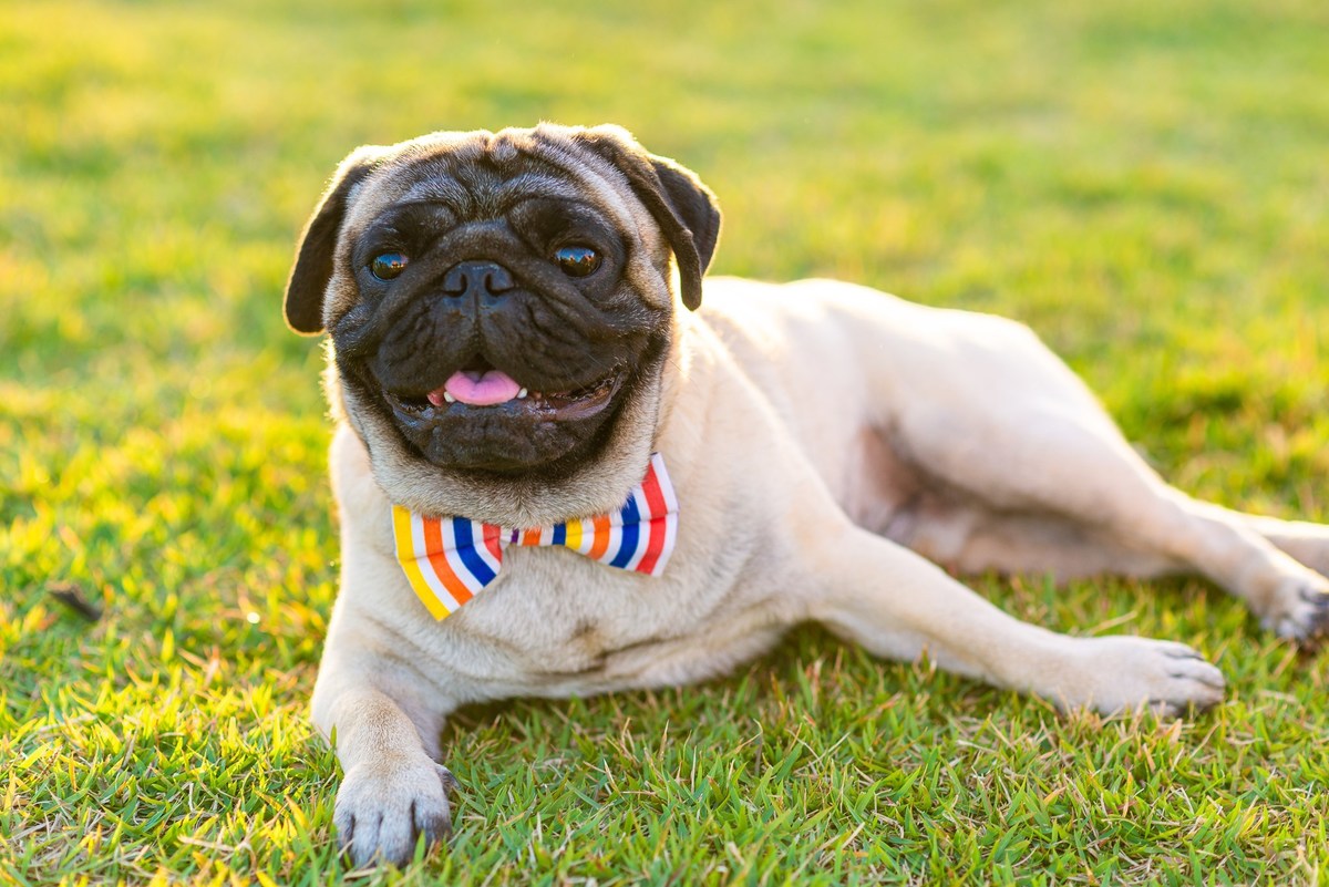 Ensaio fotográfico pet
Fotografia com animais de estimação
Sessão de fotos com pets
Fotógrafo de animais de estimação
Ensaio fotográfico com cães/gatos/outros animais
Fotografia de pets em casa/ao ar livre
Ideias para ensaio fotográfico com pets
Inspiraçã