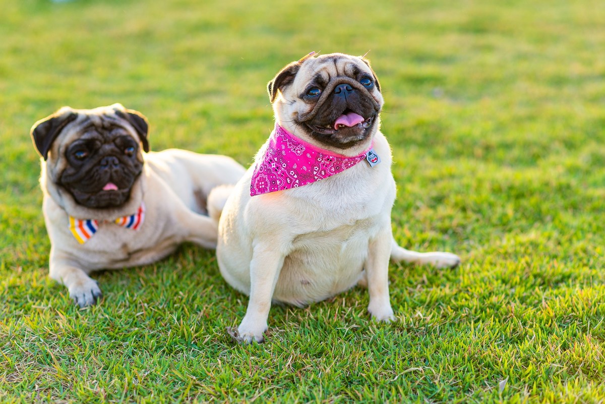 Ensaio fotográfico pet
Fotografia com animais de estimação
Sessão de fotos com pets
Fotógrafo de animais de estimação
Ensaio fotográfico com cães/gatos/outros animais
Fotografia de pets em casa/ao ar livre
Ideias para ensaio fotográfico com pets
Inspiraçã