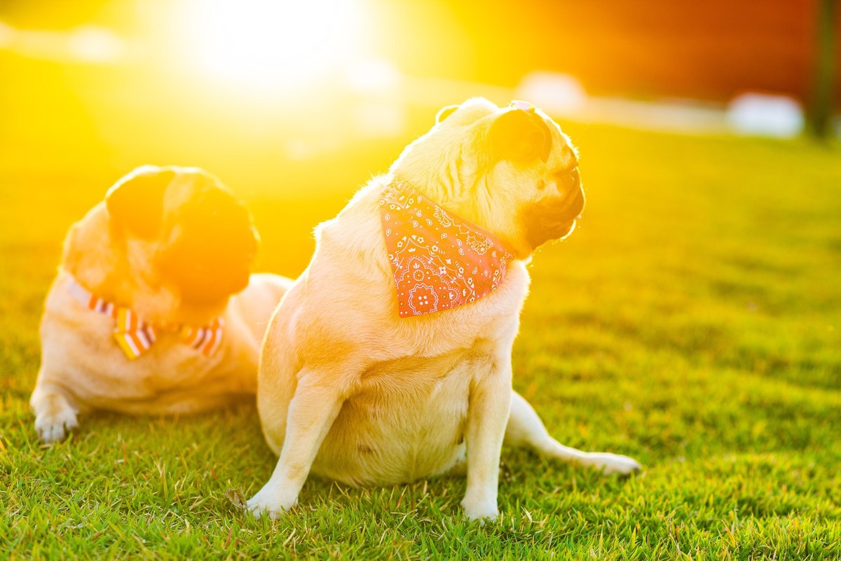 Ensaio fotográfico pet
Fotografia com animais de estimação
Sessão de fotos com pets
Fotógrafo de animais de estimação
Ensaio fotográfico com cães/gatos/outros animais
Fotografia de pets em casa/ao ar livre
Ideias para ensaio fotográfico com pets
Inspiraçã