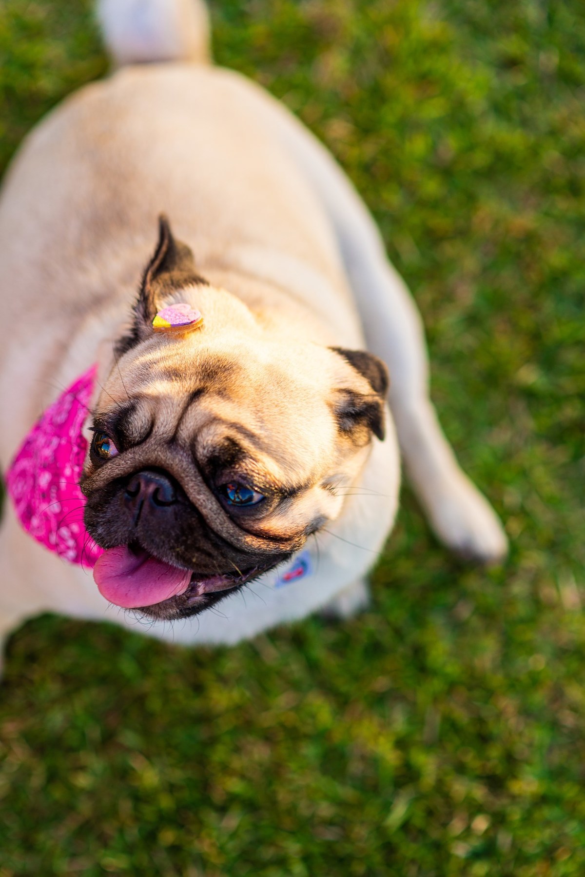 Ensaio fotográfico pet
Fotografia com animais de estimação
Sessão de fotos com pets
Fotógrafo de animais de estimação
Ensaio fotográfico com cães/gatos/outros animais
Fotografia de pets em casa/ao ar livre
Ideias para ensaio fotográfico com pets
Inspiraçã