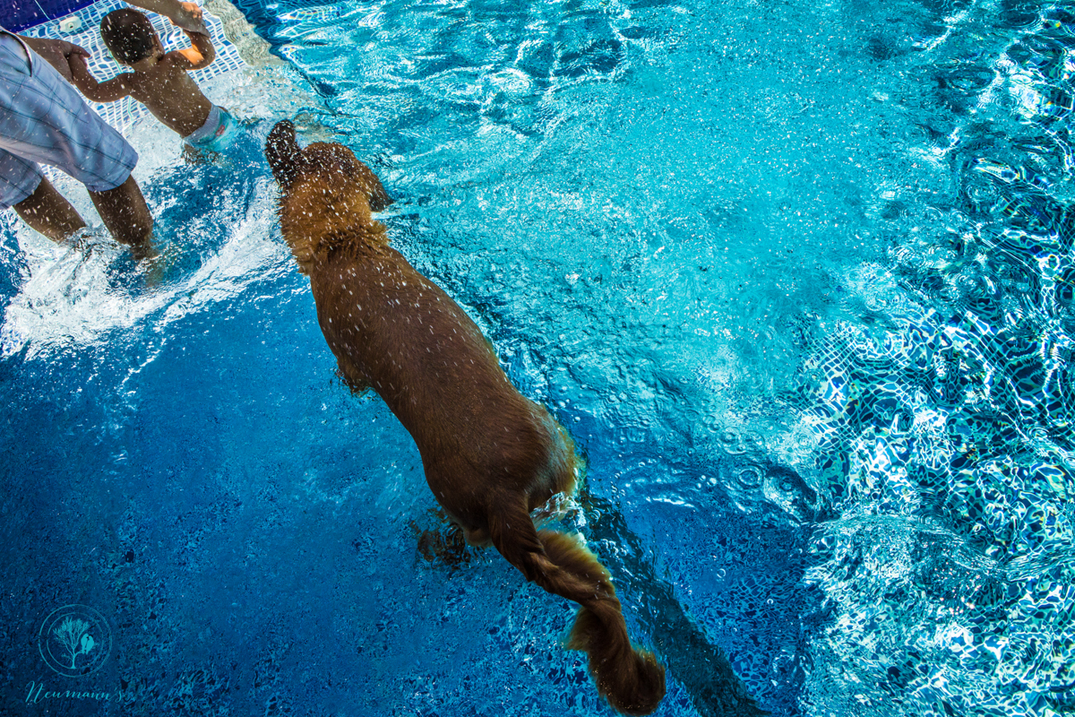 cachorro se sacudindo na piscina
