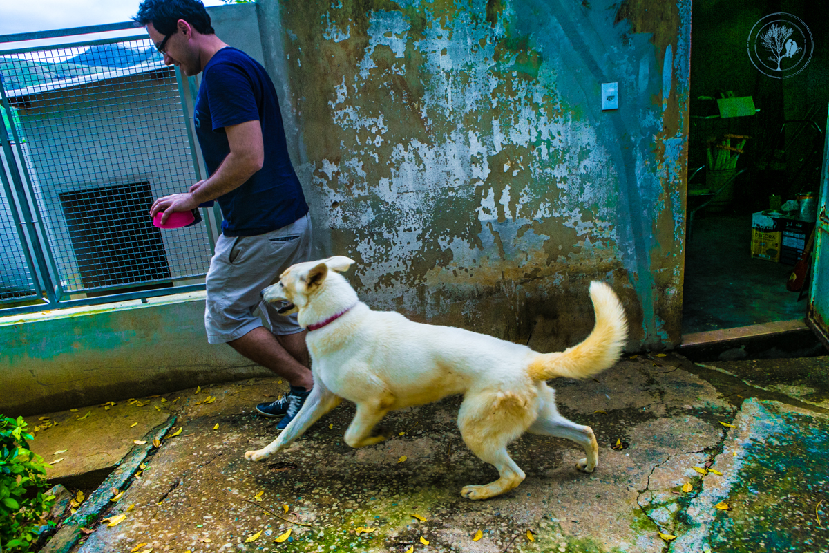 noivo dando comida para cadela