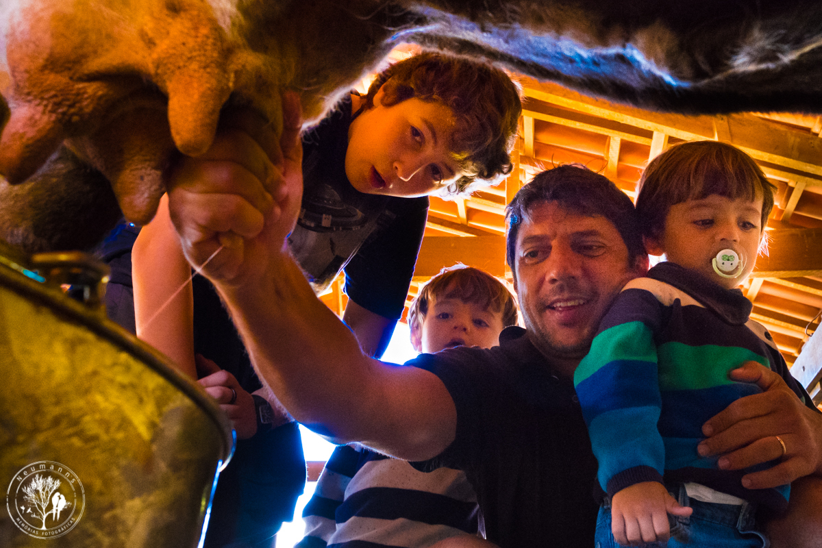 pai e gêmeos tirando leite da vaca no hotel fazenda união, casamento na fazenda união, casamento no campo, casamento na serra, fotos do casamento, neumanns fotografia, cerimonial Vivian Lahr