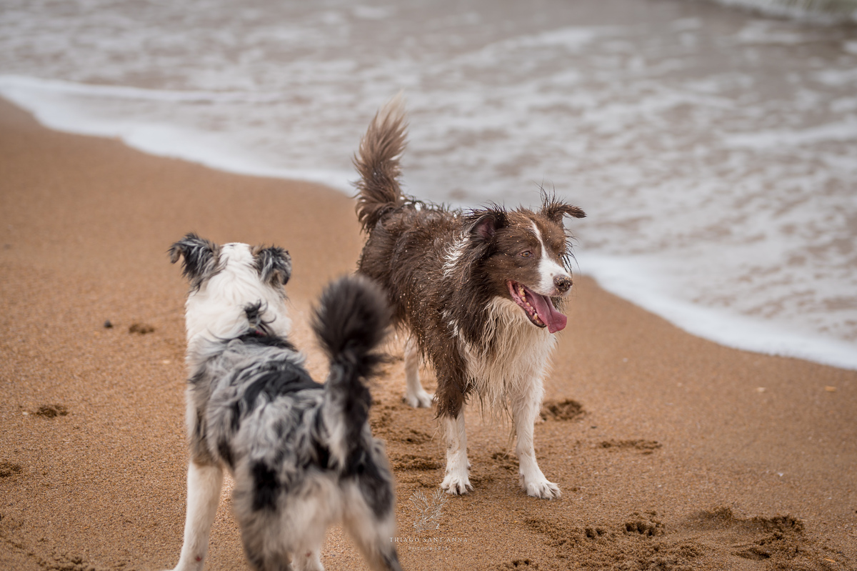 Ensaio pré wedding com pets ambiente externo paisagem praia 