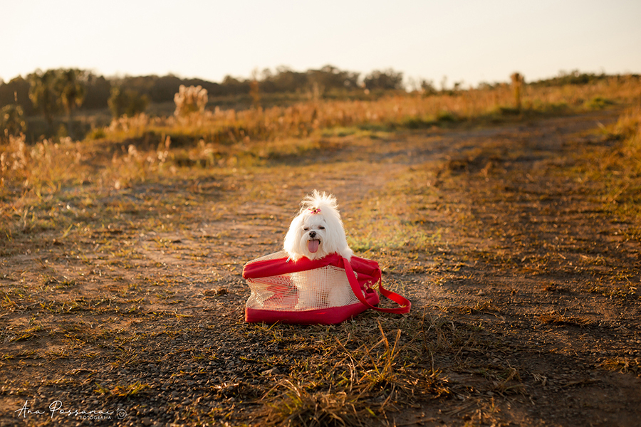 ensaio gestante em bento gonçalves alto das videiras ana possamai fotografia com pet