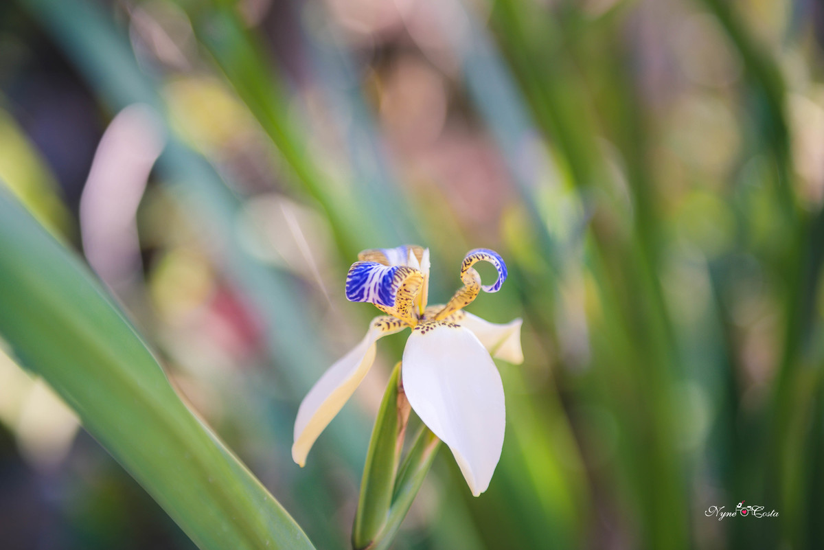 Nyne Costa - Pro Imagem Fotografias - Sinop - Fotografia - Ensaios Fotográficos - Pre casamento - casamento