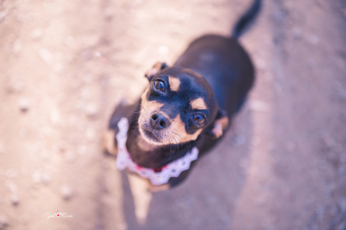 Nyne Costa - Pro Imagem Fotografias - Sinop - Fotografia - Ensaios Fotográficos - Pre casamento - casamento