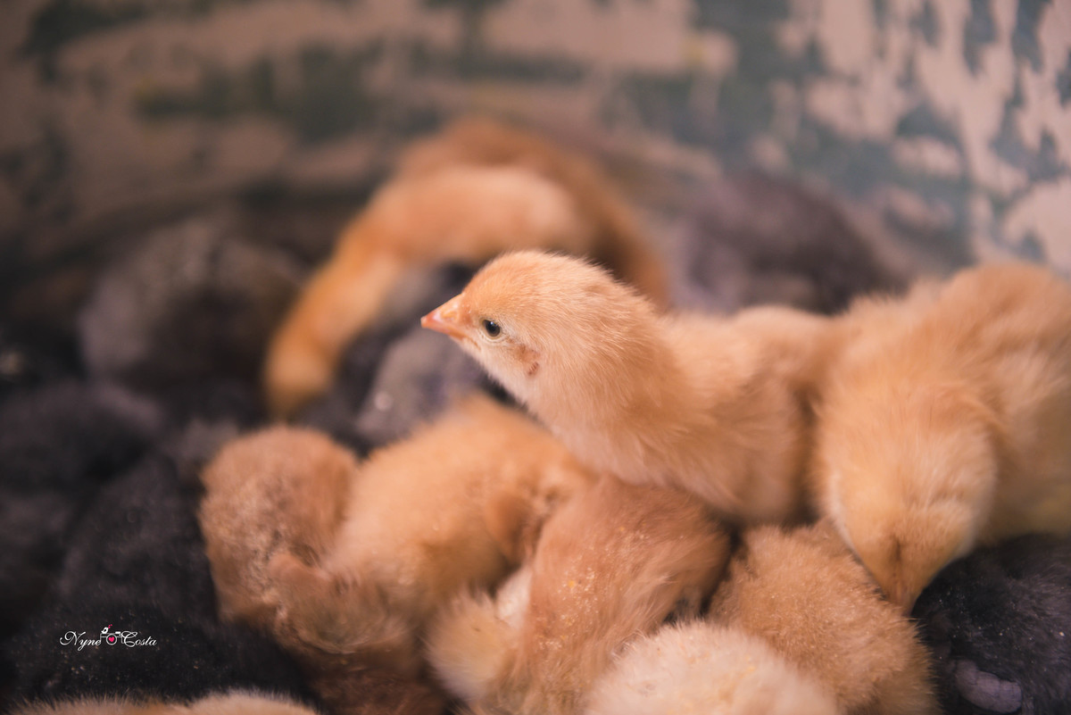 Nyne Costa - Pro Imagem Fotografias - Sinop - Fotografia - Ensaios Fotográficos - Pre casamento - casamento