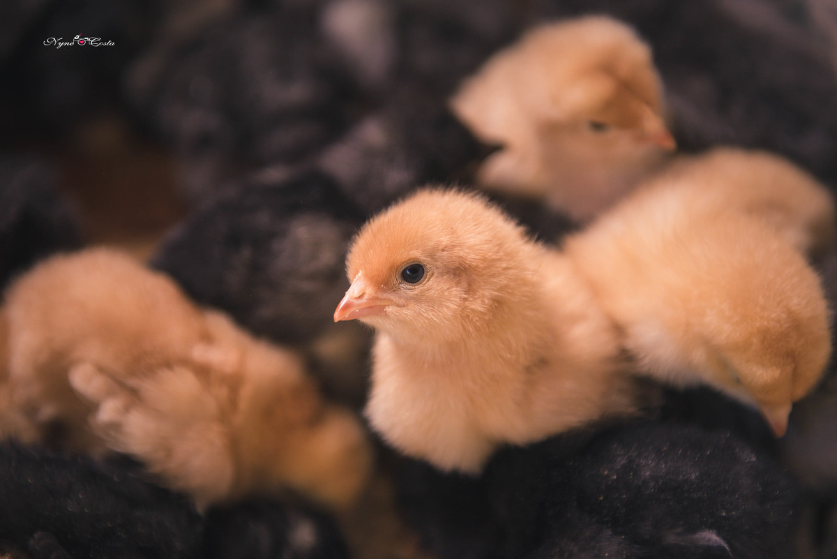 Nyne Costa - Pro Imagem Fotografias - Sinop - Fotografia - Ensaios Fotográficos - Pre casamento - casamento