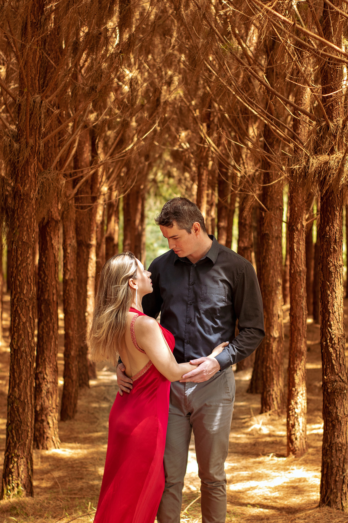 Ensaio pré-casamento plantação de pinus Mallet-PR