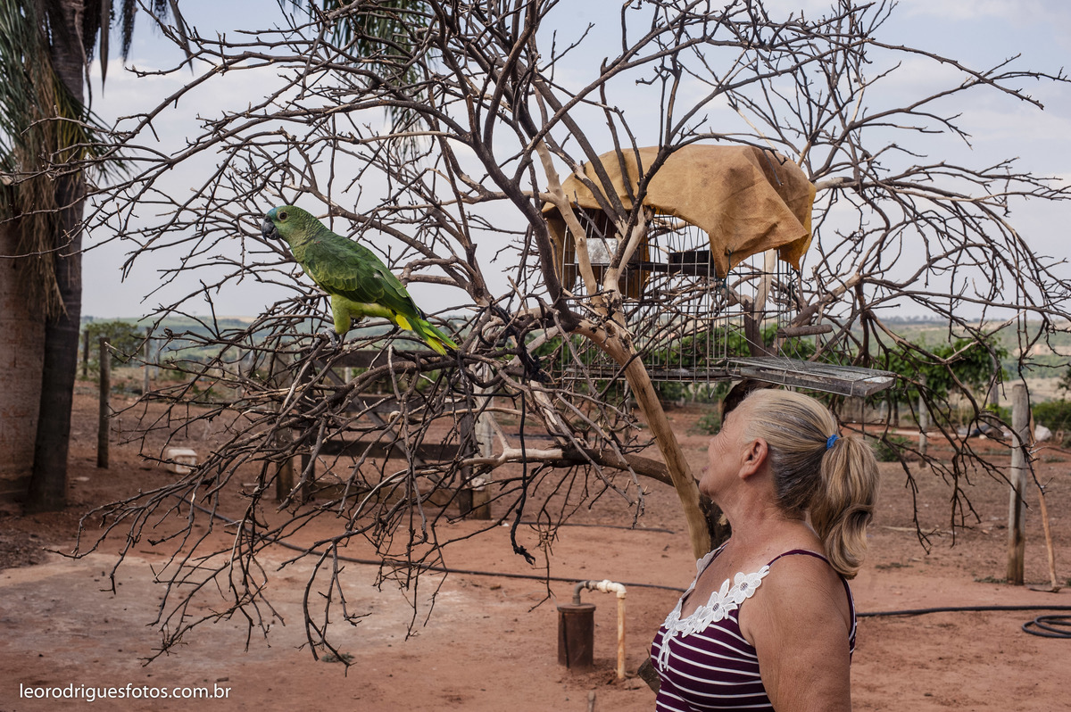 bodas de ouro, fotos bodas de ouro, fotos em fazenda, fotos criativas de bodas de ouro, fotos 50 anos de casado, noiva, noivo, fazenda, veríssimo mg