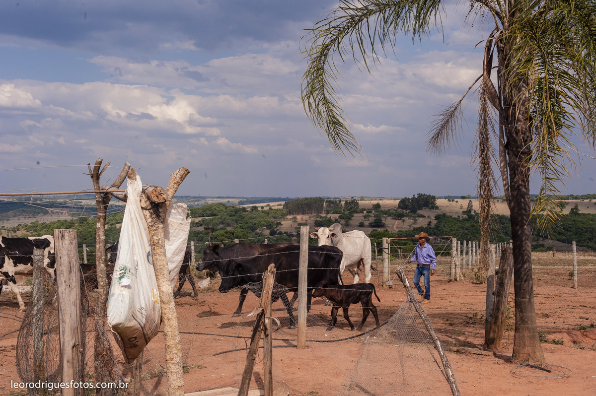 bodas de ouro, fotos bodas de ouro, fotos em fazenda, fotos criativas de bodas de ouro, fotos 50 anos de casado, noiva, noivo, fazenda, veríssimo mg