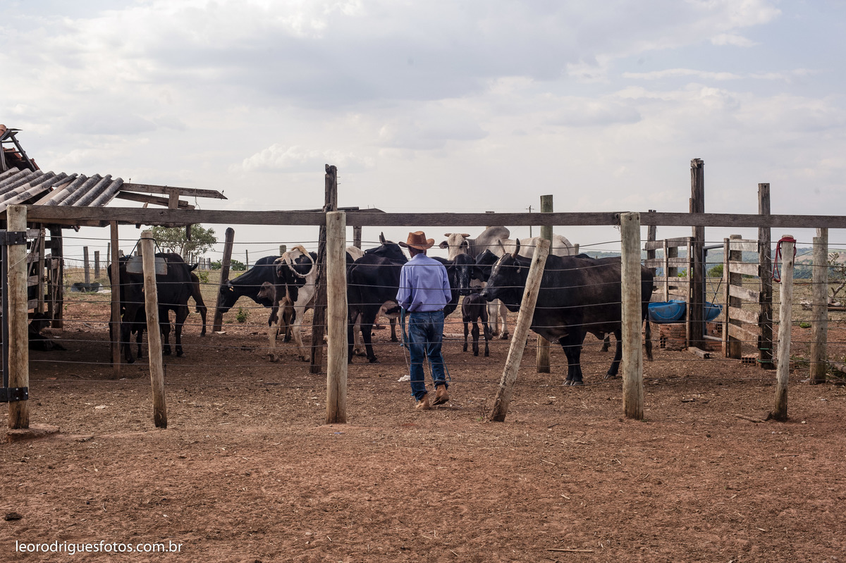 bodas de ouro, fotos bodas de ouro, fotos em fazenda, fotos criativas de bodas de ouro, fotos 50 anos de casado, noiva, noivo, fazenda, veríssimo mg