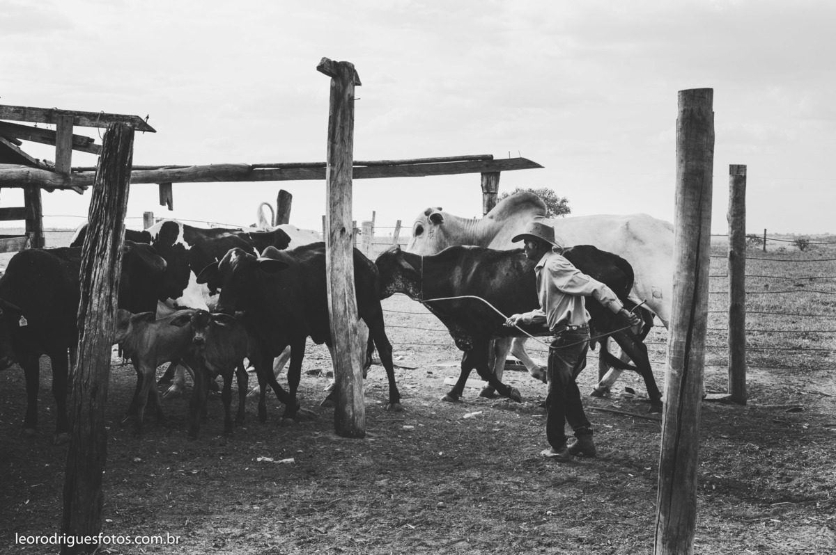 bodas de ouro, fotos bodas de ouro, fotos em fazenda, fotos criativas de bodas de ouro, fotos 50 anos de casado, noiva, noivo, fazenda, veríssimo mg