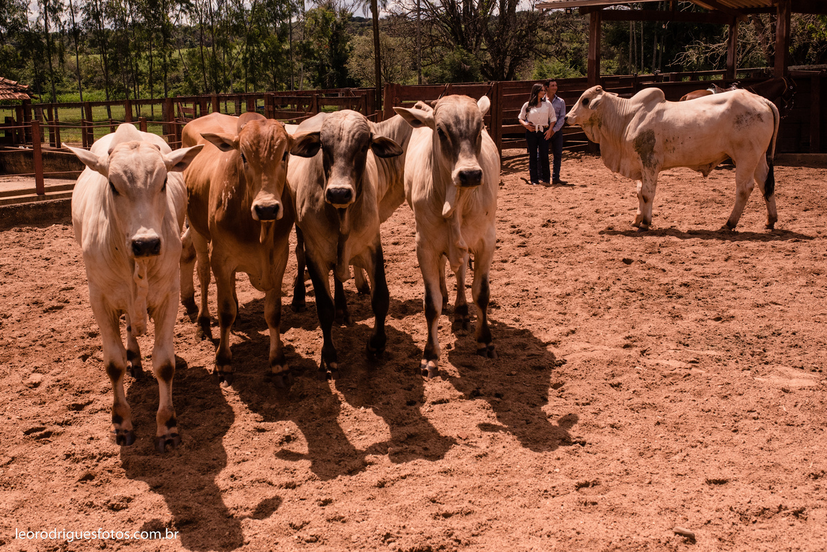 pré wedding com vacas