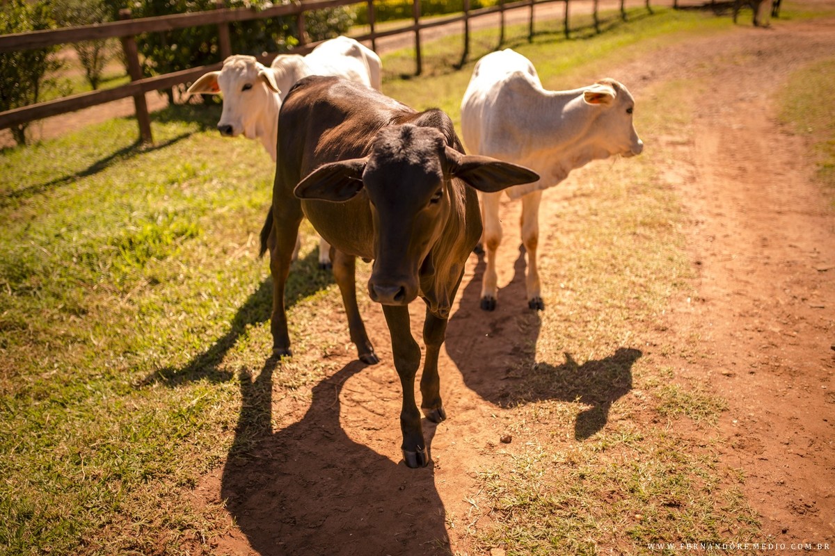 fotos ensaio jessica e vinicius brotas fotografo fernando remedio