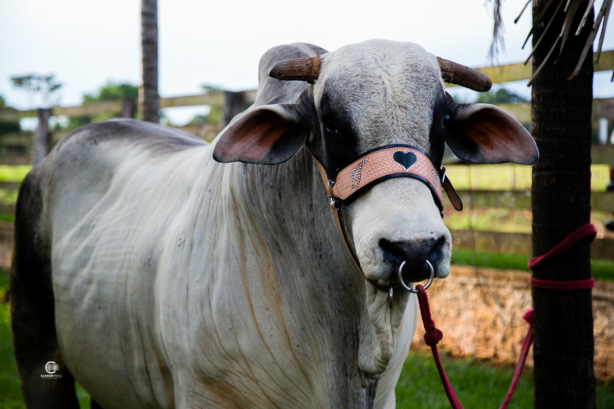 fotos de casamento country em rondonopolis mt