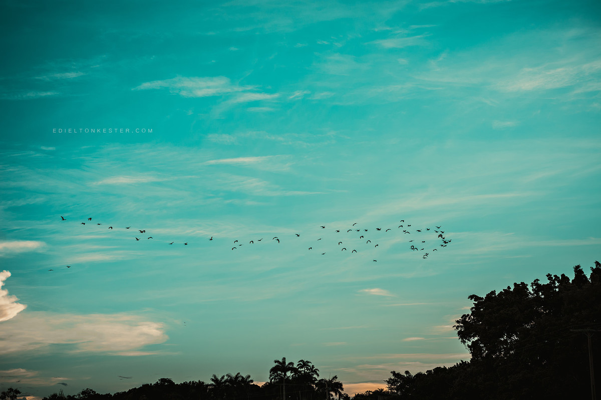 passaros na natureza