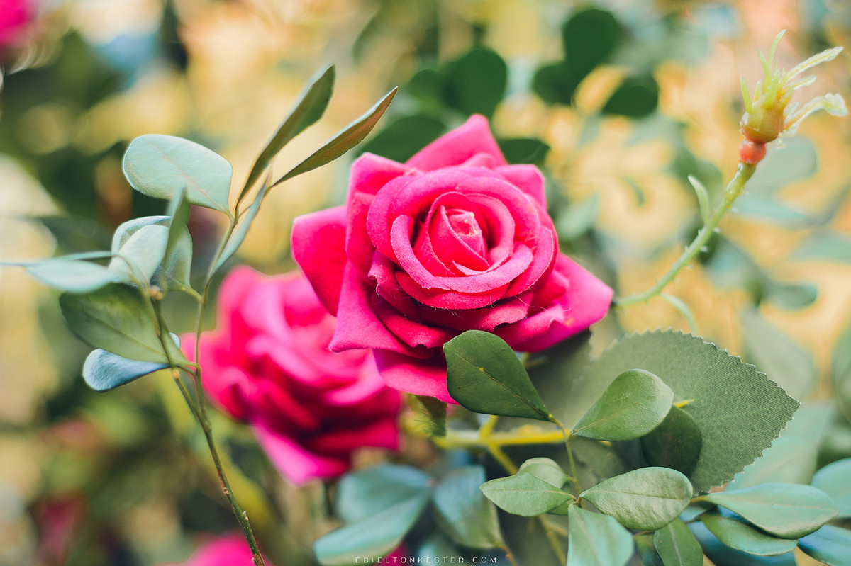 decoraçao de aniversário infantil