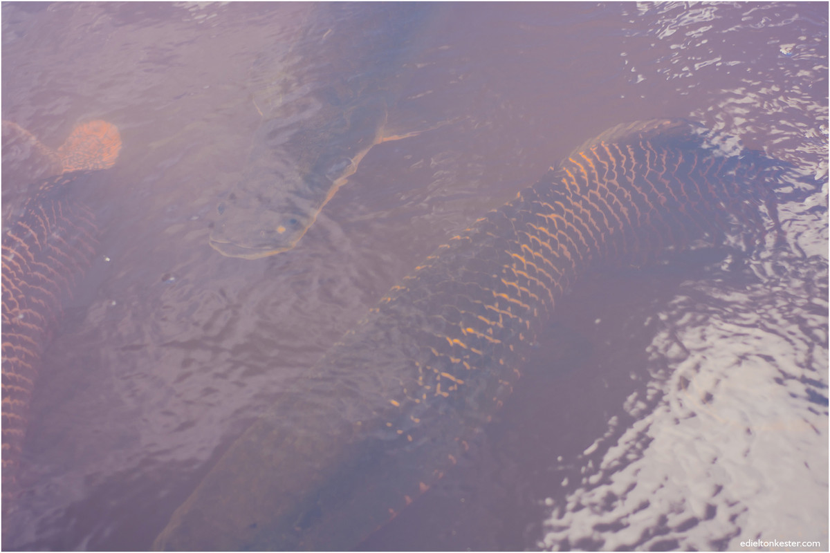 casamentos ro, fotografos ro, fotografos de casamento rondonia, fotografos de rondonia, fotografia de casamentos, pre casamento, wedding, edielton kester