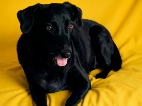 Retrato artístico de cachorro realizado em estúdio pelo Petgraphia
