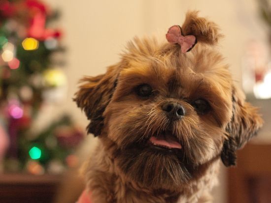 Retrato de cachorro em ambiente doméstico durante ensaio fotográfico pet