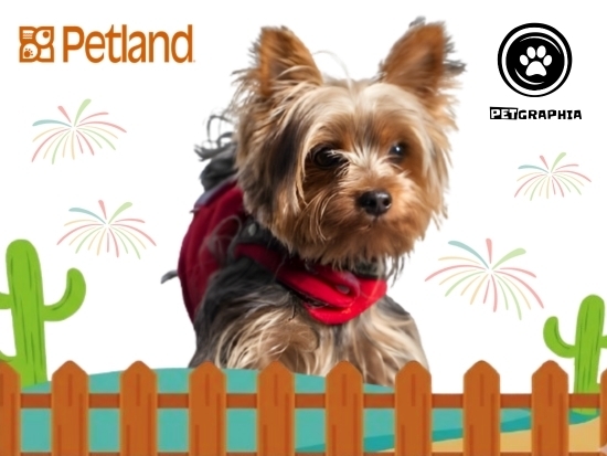 petgraphia-evento-petland-aurraia-santos.jpg