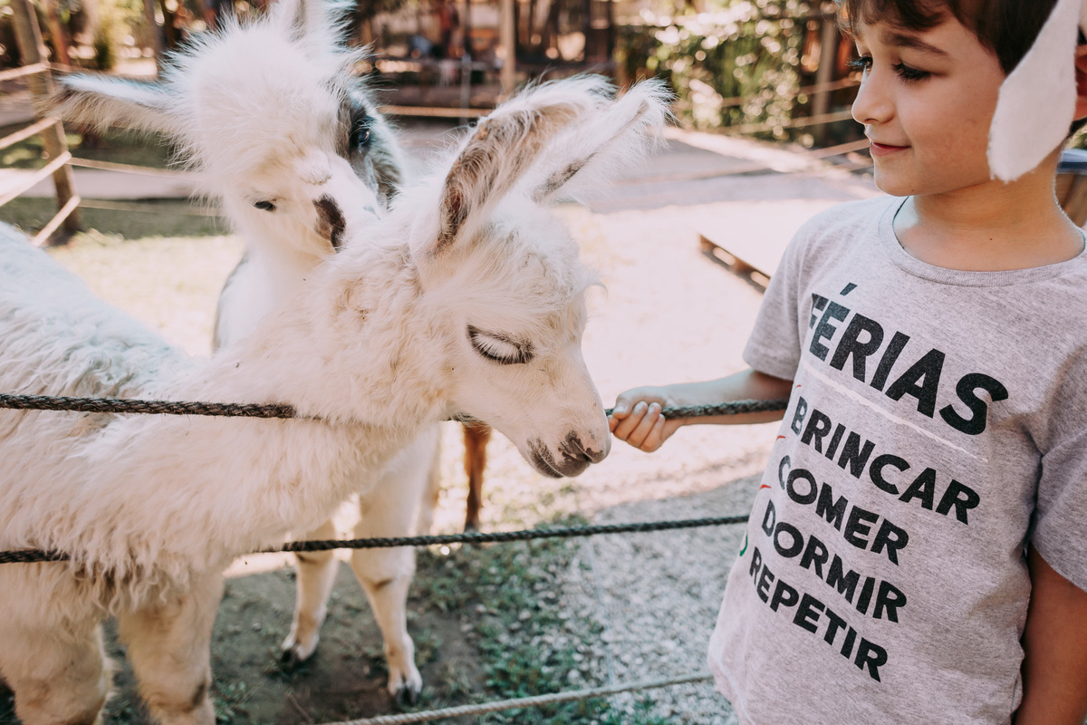 duas lhamas interagindo com um menino em sítio
